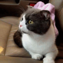 牛碰视频国产,国产短视频平台的崛起与影响力