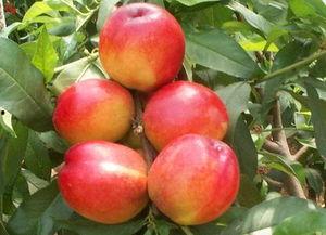 国产油桃哪里好吃啊视频,视频揭秘最佳油桃产地