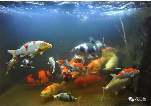 国产锦鲤难养吗视频播放