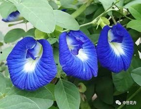 国产蝶豆花种植视频教程,从播种到收获的国产教程详解